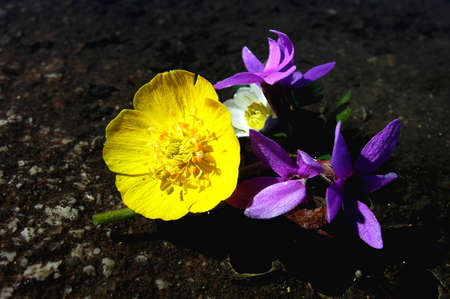Wild yellow and purple flowers in water