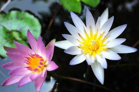 Purple and white Water lily blooming in a summer pondの写真素材