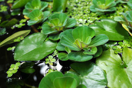 Green water lily leaves in a summer pondの写真素材