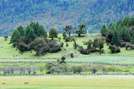 Landscape of mountains and grassland in Tibet in the summerの写真素材