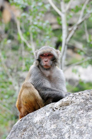 Tibetan monkey single on the rock by the roadsideの写真素材