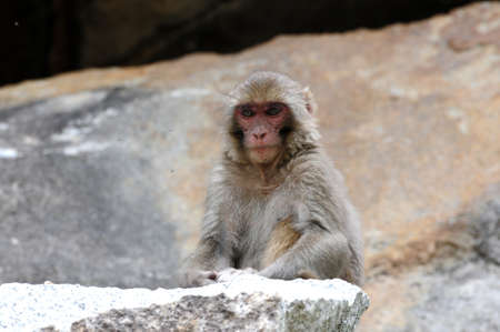 Tibetan monkey single on the rock by the roadsideの写真素材