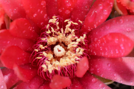 Beautiful gymnocalycium cactus flower in closeupの写真素材