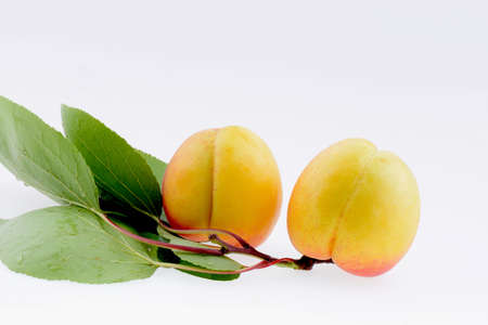 Ripe apricot on a white backgroundの写真素材
