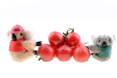 Toy koala collecting Cherry tomato on a white backgroundの写真素材