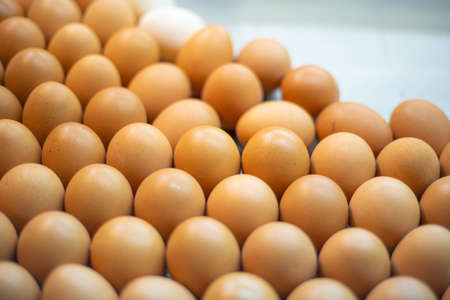 Select focus eggs of chicken Put together on Egg pan.の写真素材