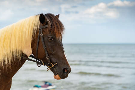 Focus head of brown arabian horse on the beach. The eyes are exhausted. Lonely eyes. Fatigue and be sad.の写真素材