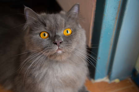 The focus of the persian gray cat face and golden eyes is shocking, afraid, Scare.の写真素材