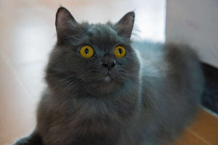 The focus of the persian gray cat face and golden eyes is shocking, afraid, Scare. PETの写真素材