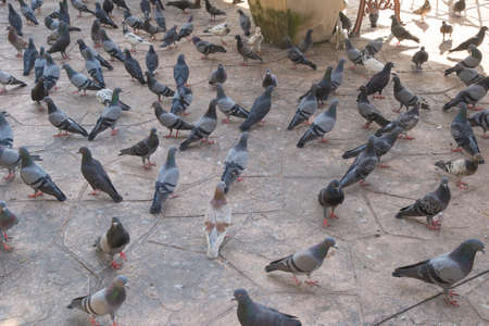 The gathering of pigeons and doves bird on a dirty area. Space is full of germs Cryptococcus neoformansの写真素材