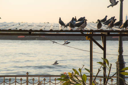 The gathering of pigeons and doves bird on a dirty area. Space is full of germs Cryptococcus neoformansの写真素材