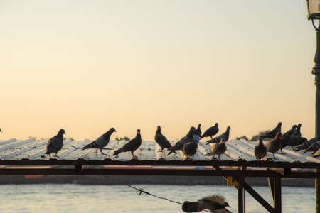 The gathering of pigeons and doves bird on a dirty area. Space is full of germs Cryptococcus...