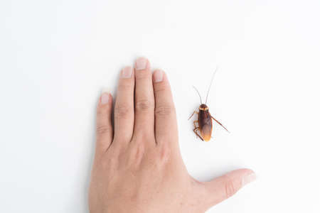 Focus body cockroach on human hand holding isolated on white background. Contagious diseases in the...