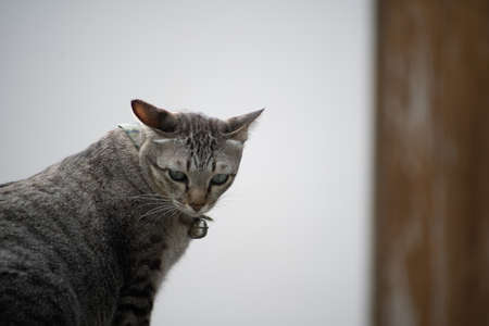Soft focus a Brown Tabby cat kitten walking on the wall. Background blur Vintage style.