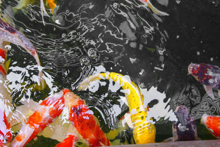 Colorful Fancy carp fish or koi fish in the pond. Color and monochrome concept.