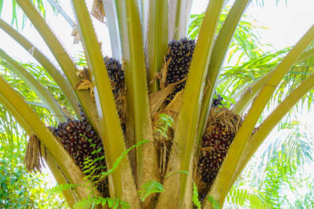 Oil palm in plantation, garden on the tree in southern of Thailand.