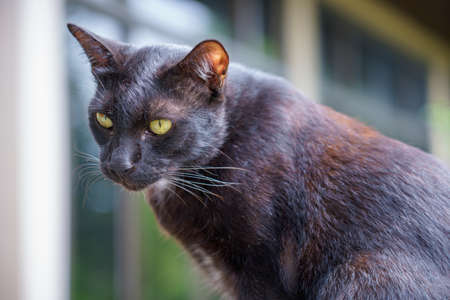 Black cat thai portrait and yellow eyes looking at something on nature background.