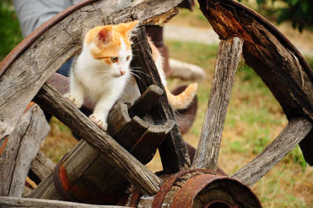 cat in a wheelの写真素材