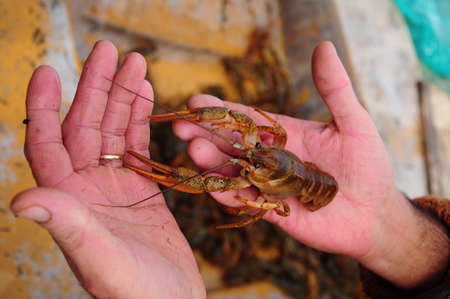an alive lobster on hand