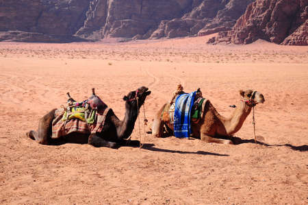 camels on desert