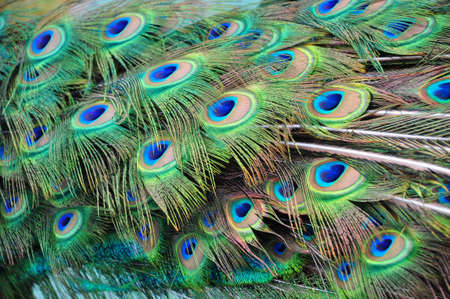 tail of a peacock as a background