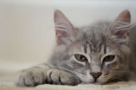 a cute kitten lying on floor