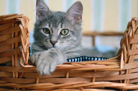cute cat in basketの写真素材