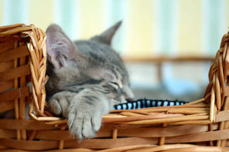 a gray cat / kitten sleeping in basketの写真素材