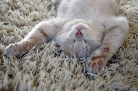 cute cat / kitten sleeping on carpet