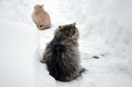 cat and kitten on snow in winterの写真素材