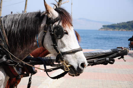 horses of a horse cartの写真素材