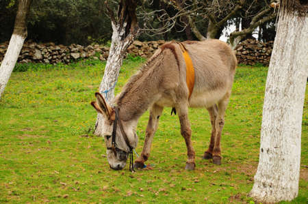 donkey on grassの写真素材