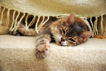 cat sleeping under blanket