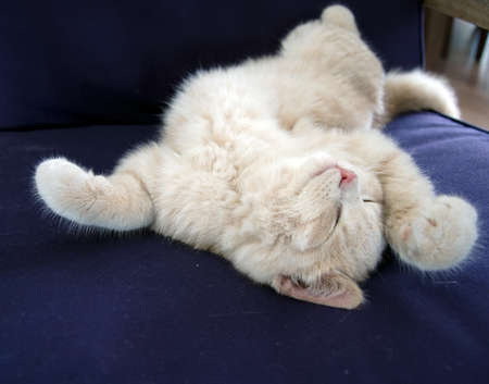 cute cat / kitten sleeping