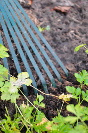 gardeningの写真素材