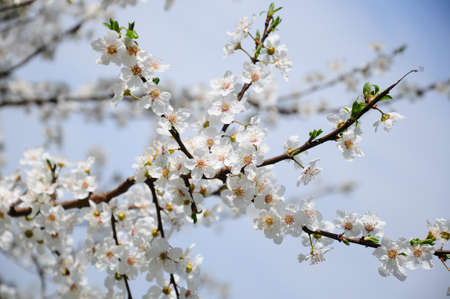 white spring flowers on tree against sky