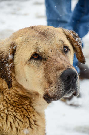 dog at street in winter
