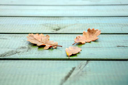 autumn leaves on wooden background