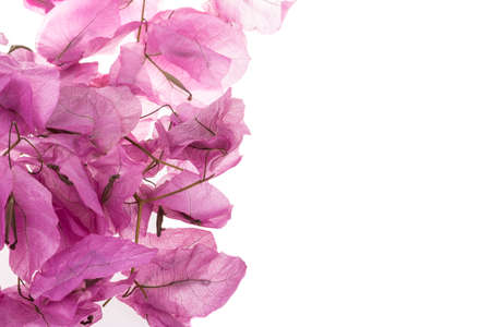 bouganvillea flowers on whiteの写真素材