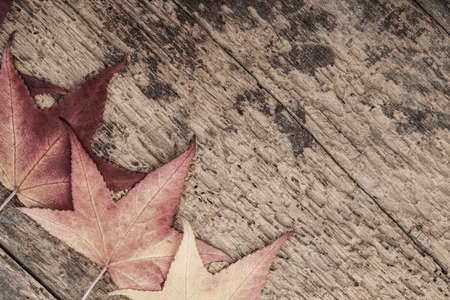 template with dried autumn leaves on wooden surface
