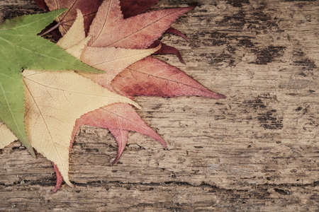 template with dried autumn leaves on wooden surface