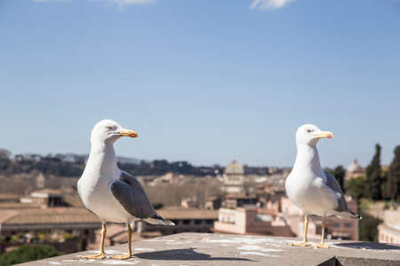 Seagullsの写真素材