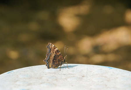 close up of a butterflyの写真素材