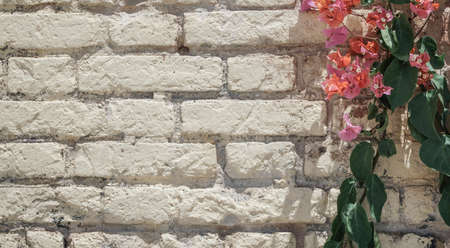 pink flowers on brick wall as a border with copy space