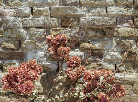 dried flower against brick wall with copy space