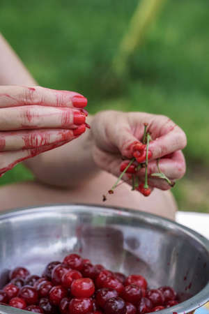 female hands weeds out seeds of cherry fruitの写真素材