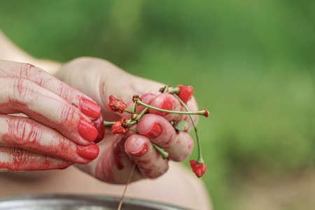 female hands weeds out seeds of cherry fruitの写真素材