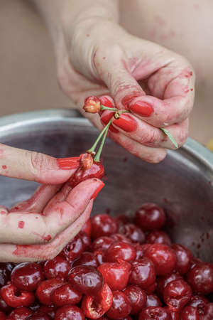 female hands weeds out seeds of cherry fruitの写真素材