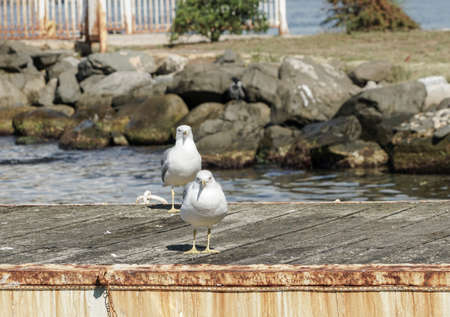 Seagulls standing on a pier, looking to cameraの写真素材