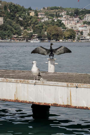 A seagull and cormorant with opened wings standing by sea in Istanbul, Turkeyの写真素材